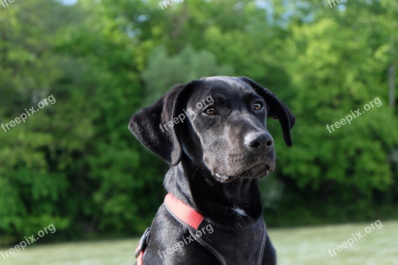 Dog Black Labrador Young Dog Puppy