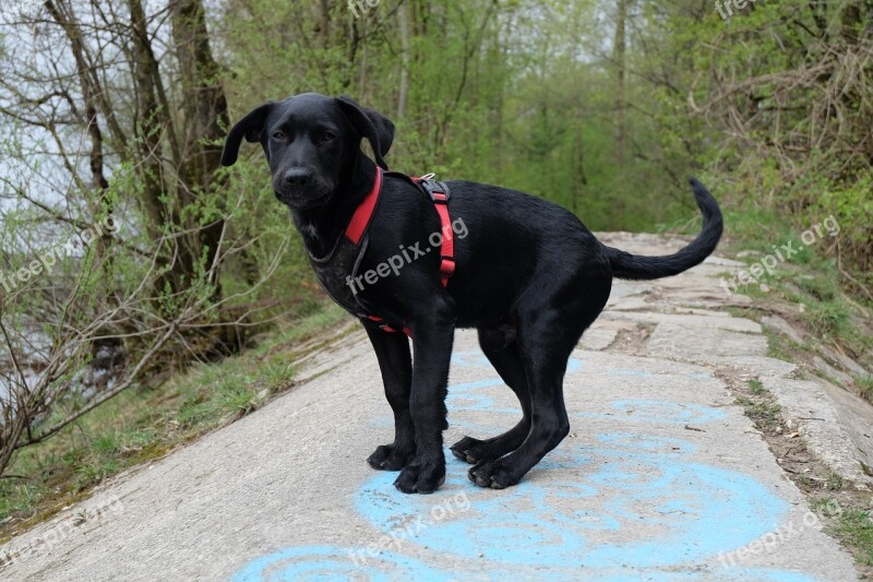 Dog Labrador Black View Puppy