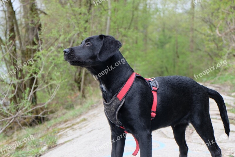 Dog Labrador Black View Puppy