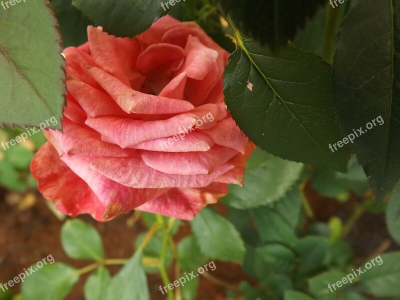 Rosa Flower Flowers Nature Garden