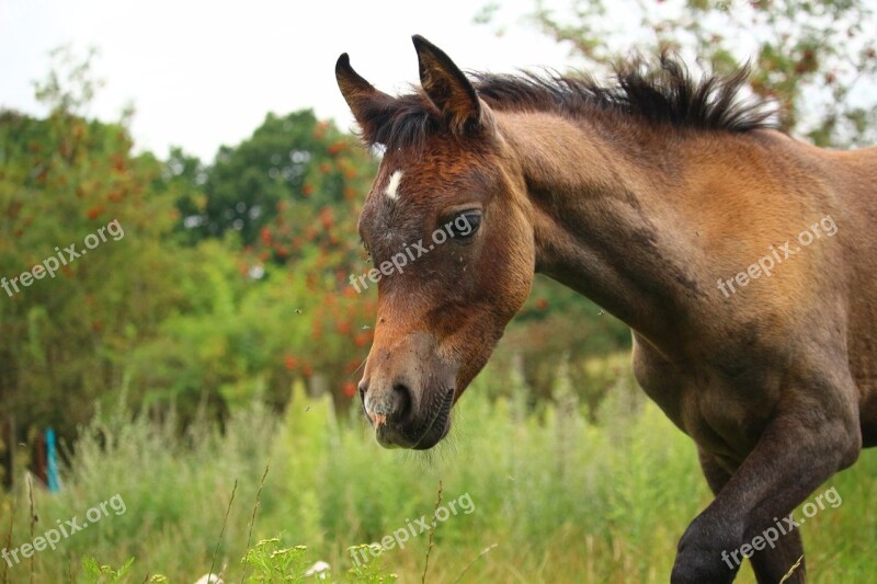 Horse Foal Thoroughbred Arabian Brown Mold Meadow