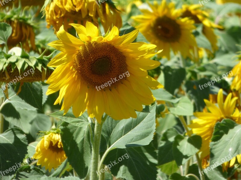 Flower Sunflower Yellow Nature Sun