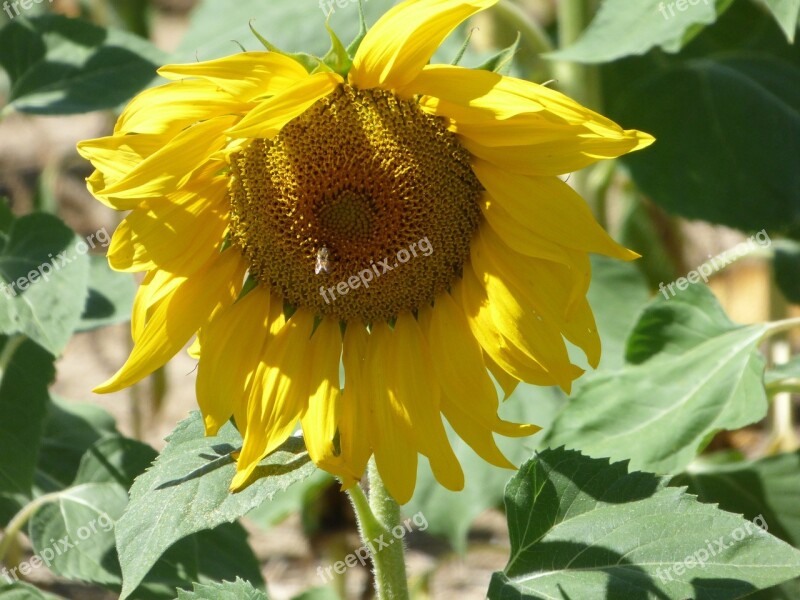 Flower Sunflower Yellow Nature Sun