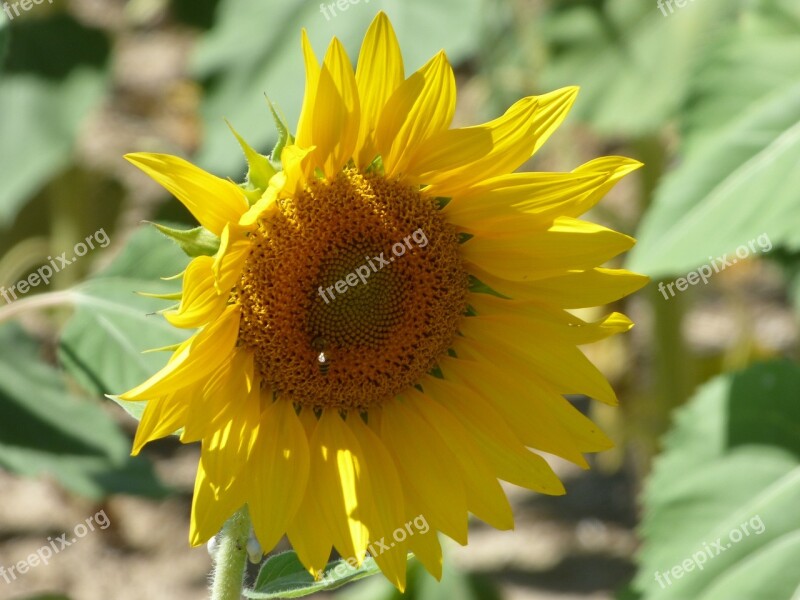 Flower Sunflower Yellow Nature Provence