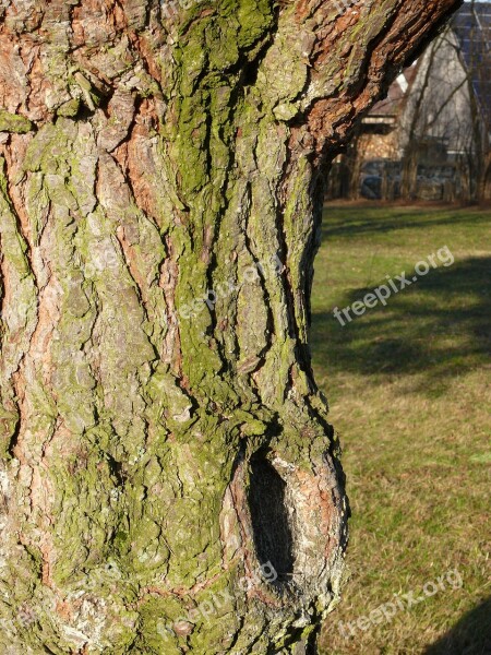 Log Bark Knothole Structure Tree