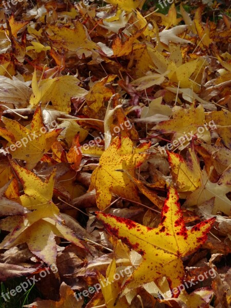 Fall Foliage Leaves Yellow Leaves Fall Color Sheet Rain