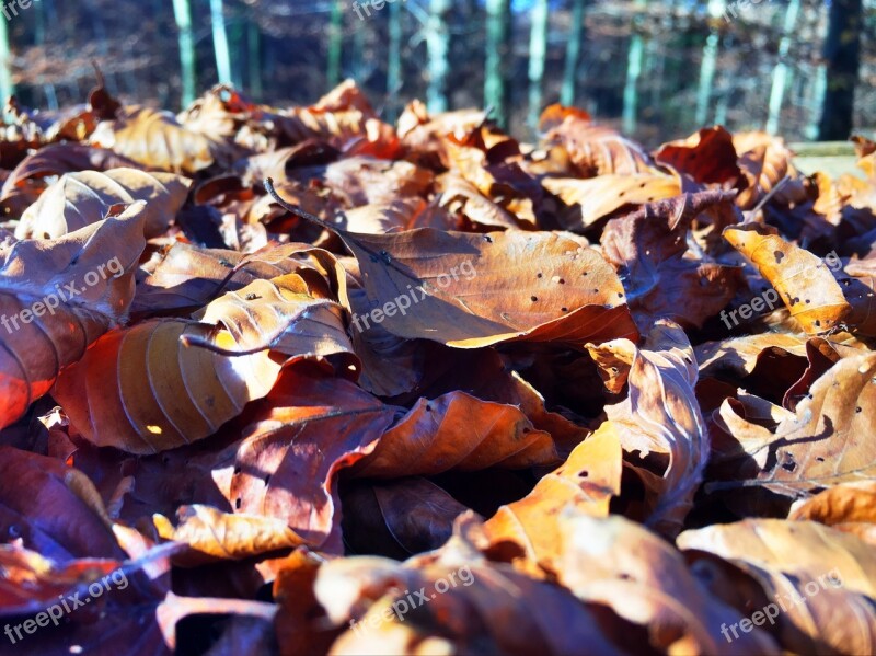 Fall Leaves Leaves Fall Color Colorful Leaves Free Photos