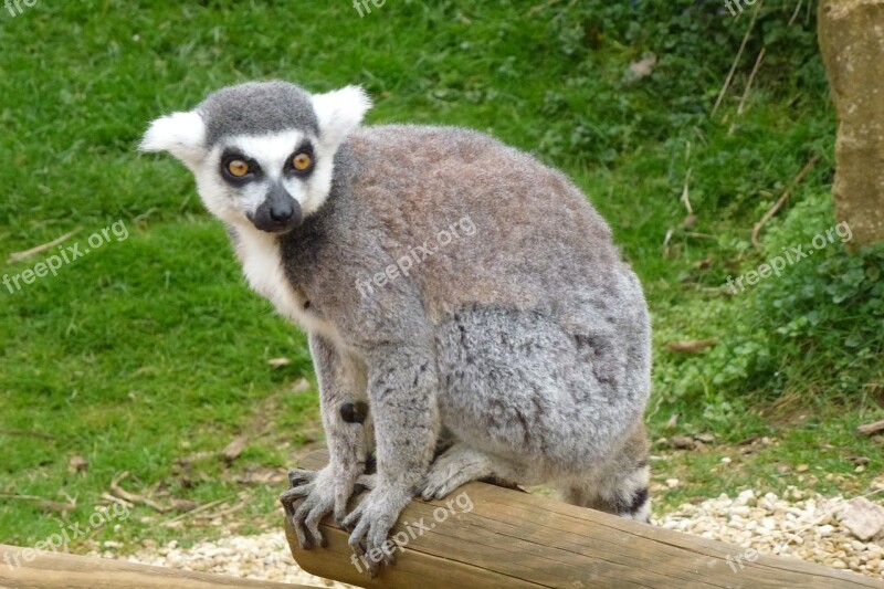 Cotswold Lemur Uk Free Photos