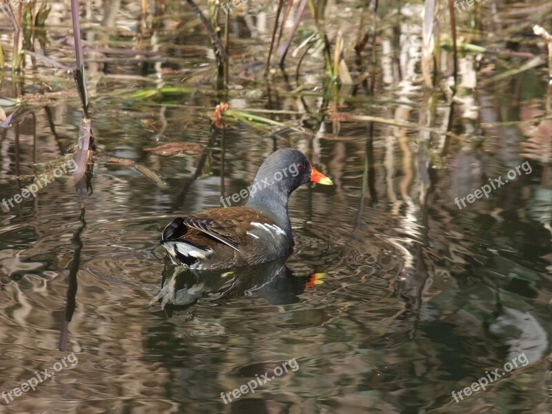 Moorhen Waterfowl Canal Common Moorhen Gallinula Chloropus