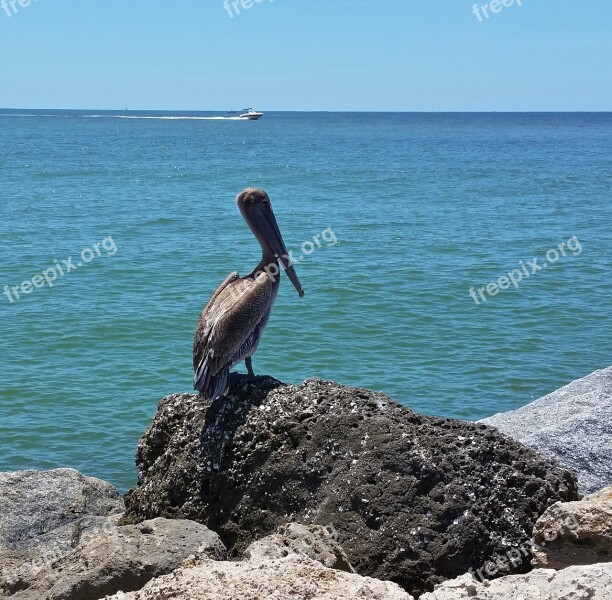 Bird Nature Wildlife Beach Ocean