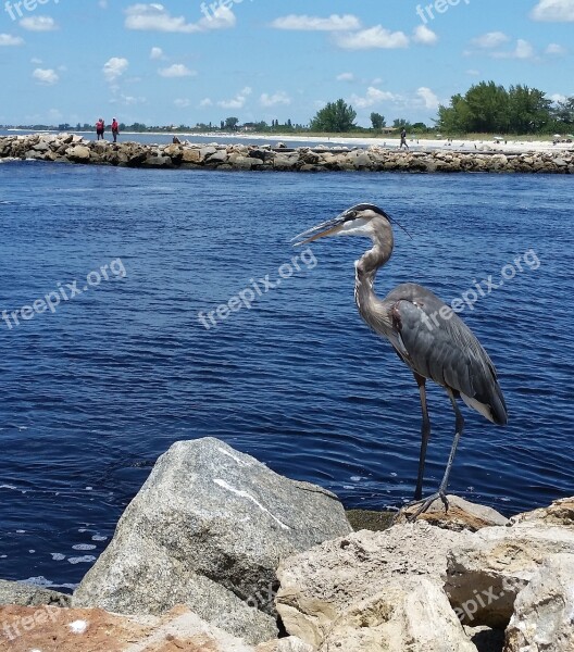 Great Blue Heron Birds Wildlife Nature Florida