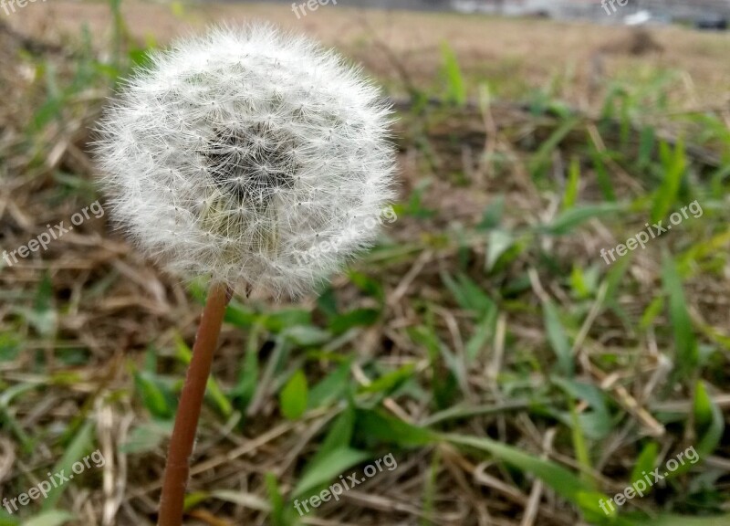 Dandelion Flower Flower Of The Field Nature Flowers