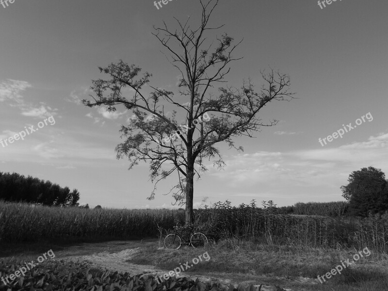 Landscape White Nero Tree Campaign