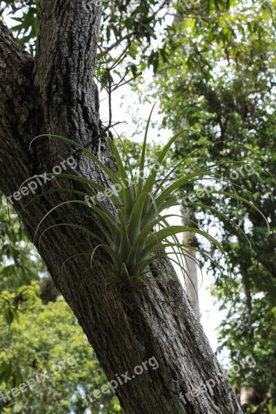 Curujey Tillandsia Recurvata Tree Parasitic Plant Cuba