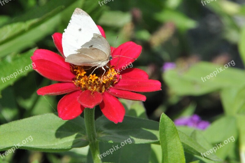 Blossom Bloom Butterfly Zinnia Flower And Butterfly