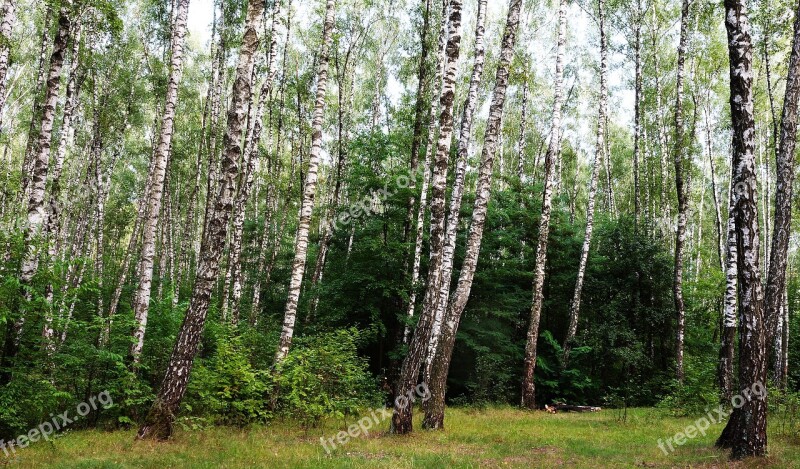 Forest Nature Birch Grass Living Nature