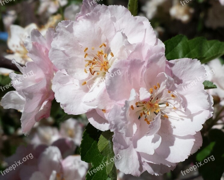 Blossom Pink Flowers Spring Free Photos