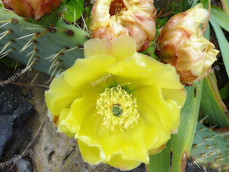 Flower Yellow Macro Seaside Cactus