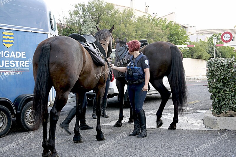 Horse Horseback Riding Equestrian Horses Mane