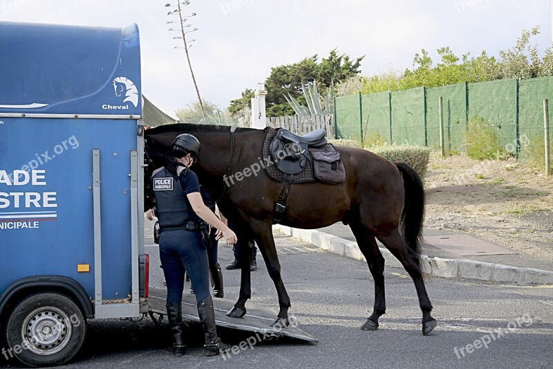 Horse Horseback Riding Police Equestrian Mane