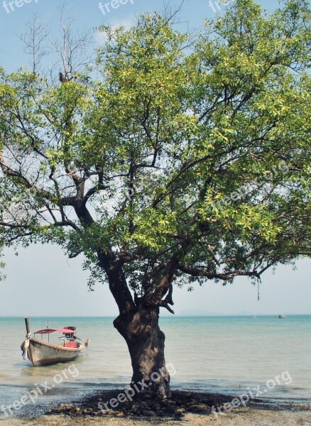 Mangrove Boat Sea Asia Ship