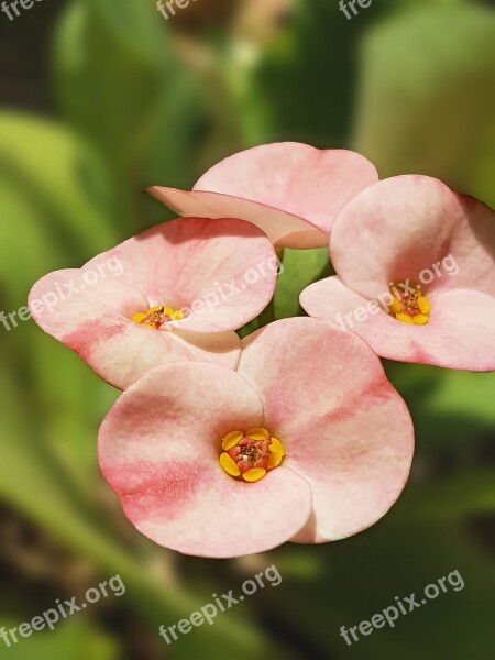 Peach Flower Lovely Garden Blossom