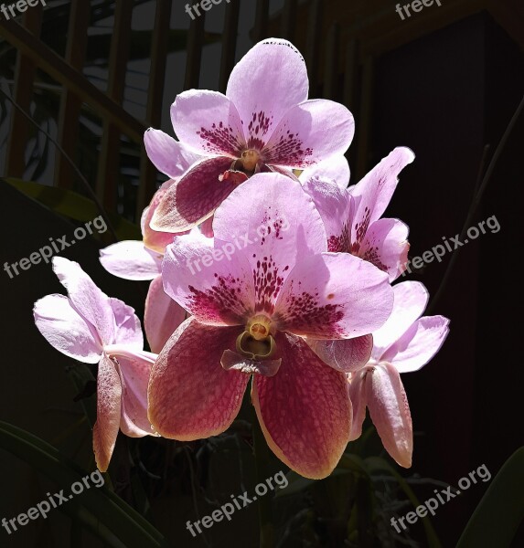 Flower Purple Color Natural Pink