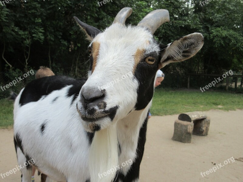 Goat Zoo Head Horns Petting Zoo