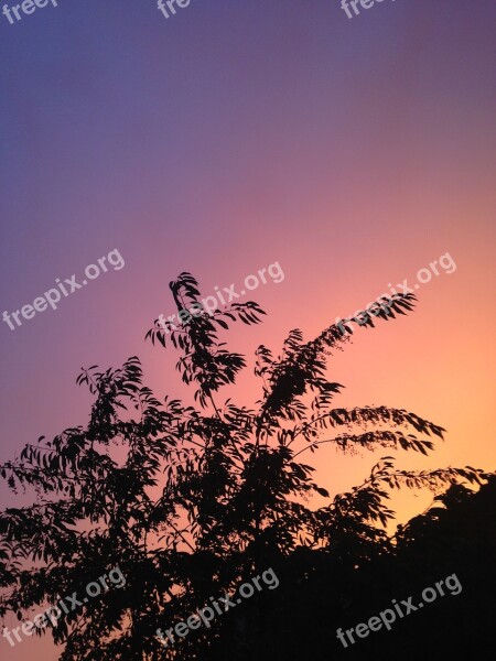 Sky Plant Nature Tree Sundown