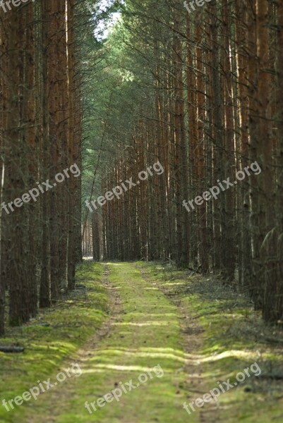 Trees Woods Forest Nature Landscape