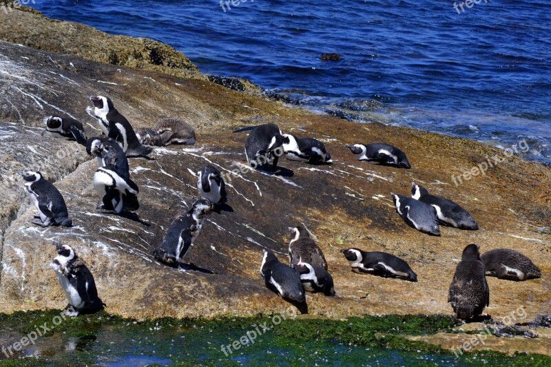 Bird Life Ocean Nature Free Photos