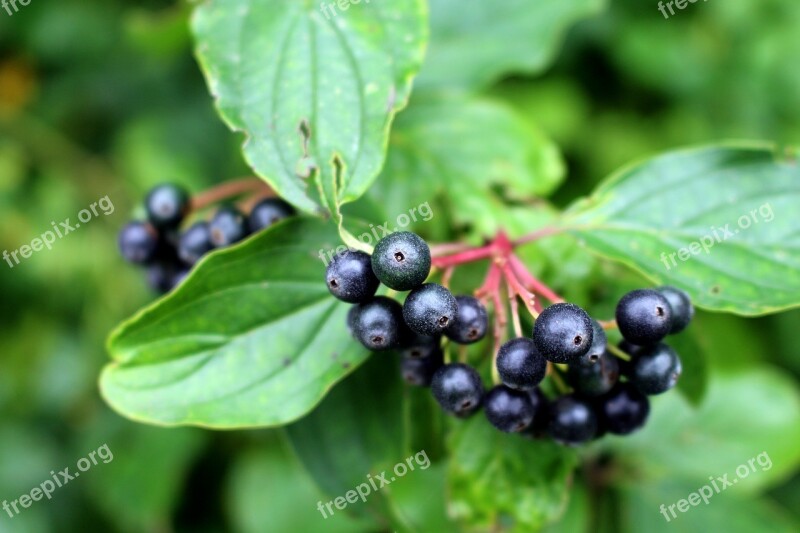 Elder Berries Elderberries Plant Nature