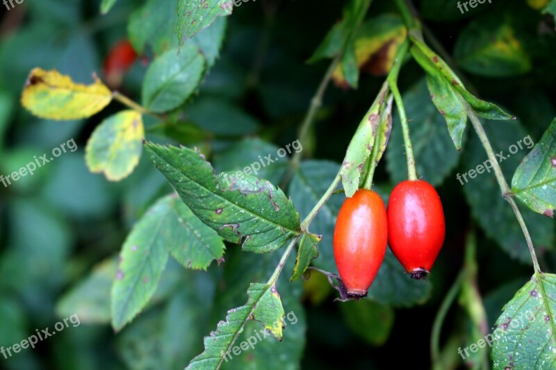 Rose Hip Plant Nature Fruit Red