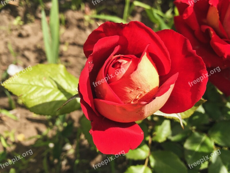 Rose Flowers Flower Red Rose Nature