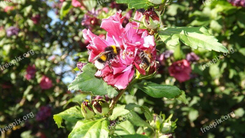 Bumblebees Mallow Insect Blossom Bloom