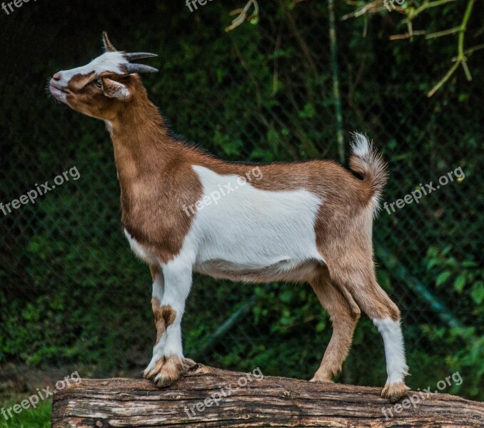 Goat Billy Goat Animal Portrait Petting Zoo Free Photos