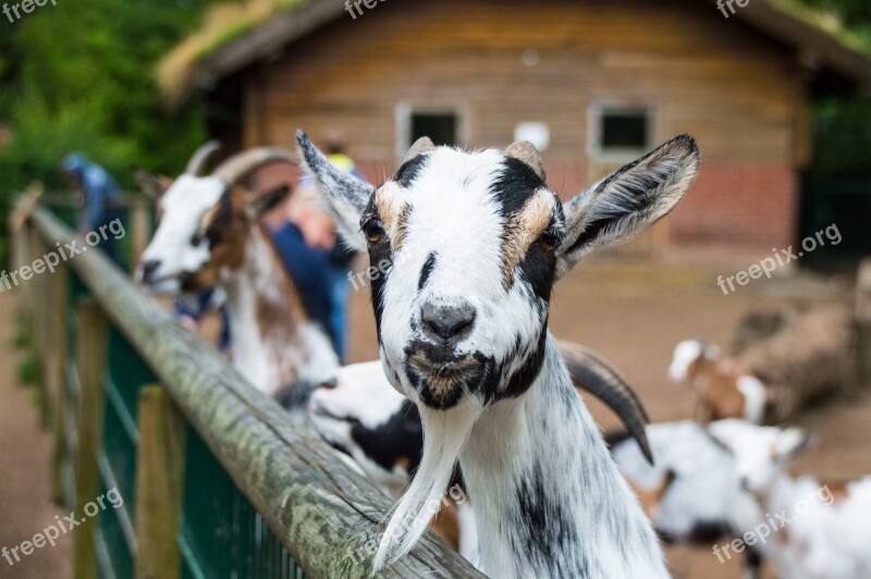 Goat Goatee Portrait Billy Goat Animal Portrait