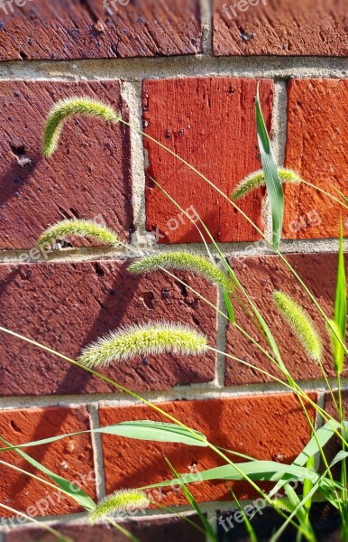 Setaria Viridis Wild Grass Green Foxtail Green Bristlegrass Wild Foxtail Millet