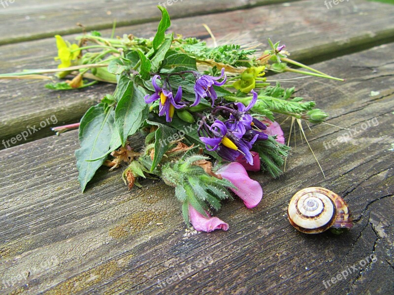 Flowers Field Flowers Bouquet Nature Wild Flowers