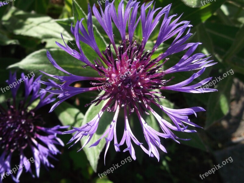 Flower Cornflower Summer Blue Composites