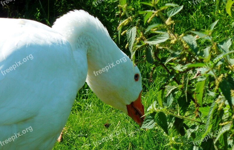 Goose Ganter Poultry Plumage Stand