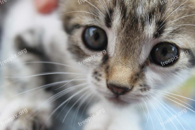 Cat Kitty Istanbul Tabby Cat Potted The Cat