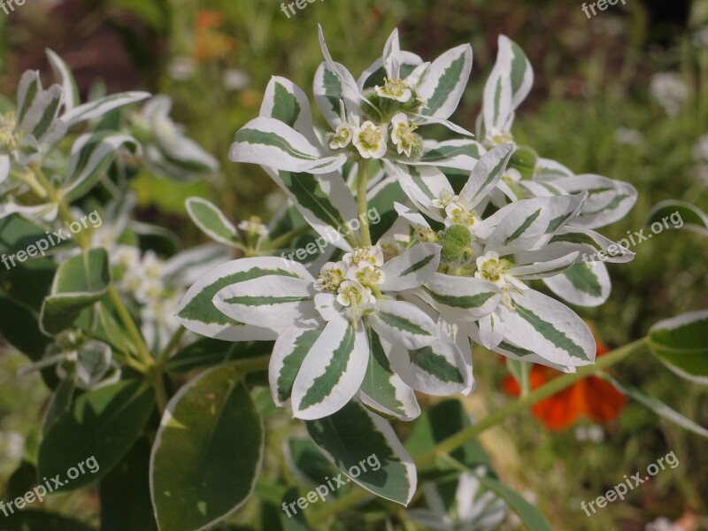 Euphorbia Fringed Spurge Flowers Flower Bed Garden Flowers