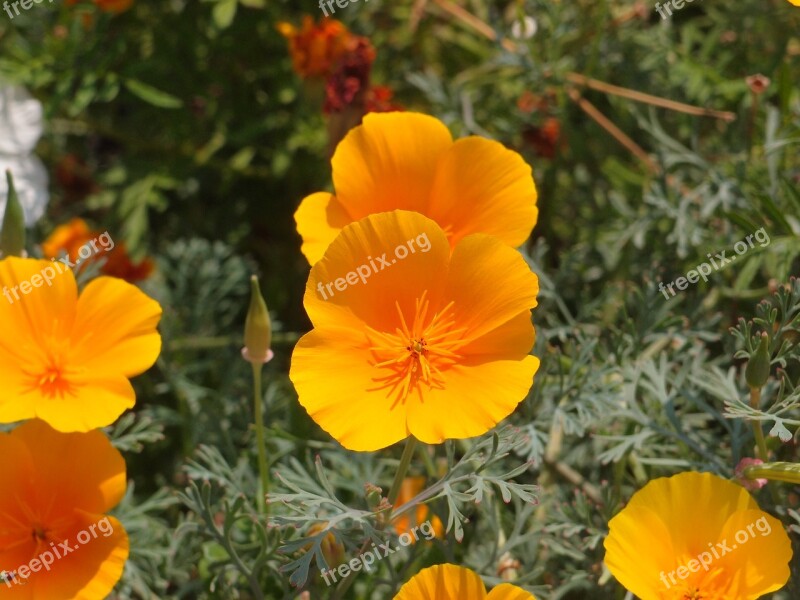 Flowers Garden Flowers Flower Bed Eschscholzia Orange Flowers