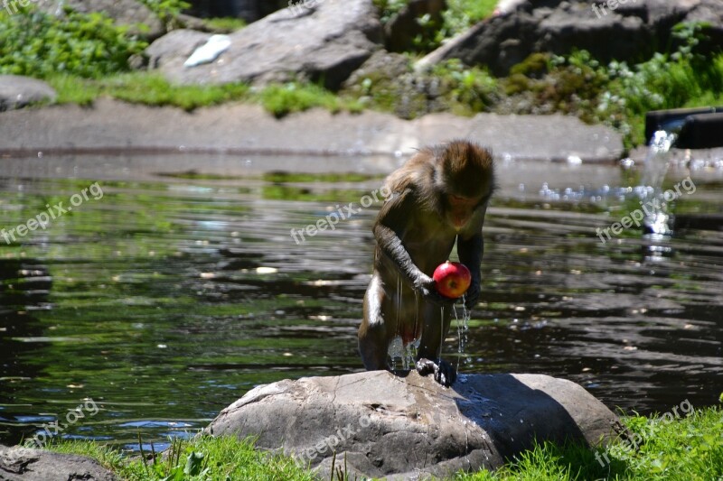 Makake Monkey Wet Apple Breakfast