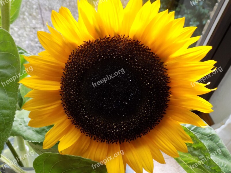 Sunflower Composites Yellow Summer Helianthus