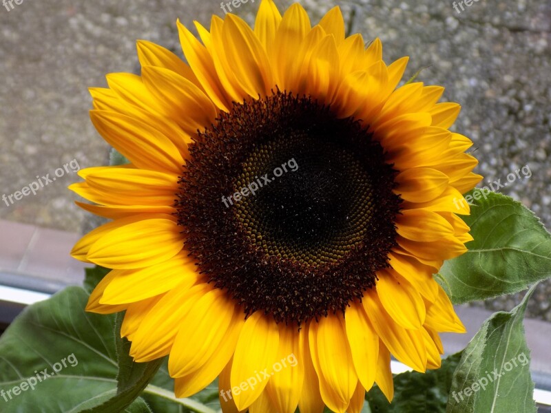 Sunflower Composites Yellow Summer Helianthus