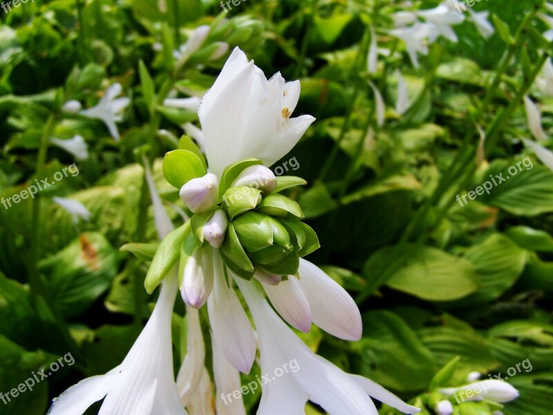 Shadow Lily White Summer Flower Garden Free Photos