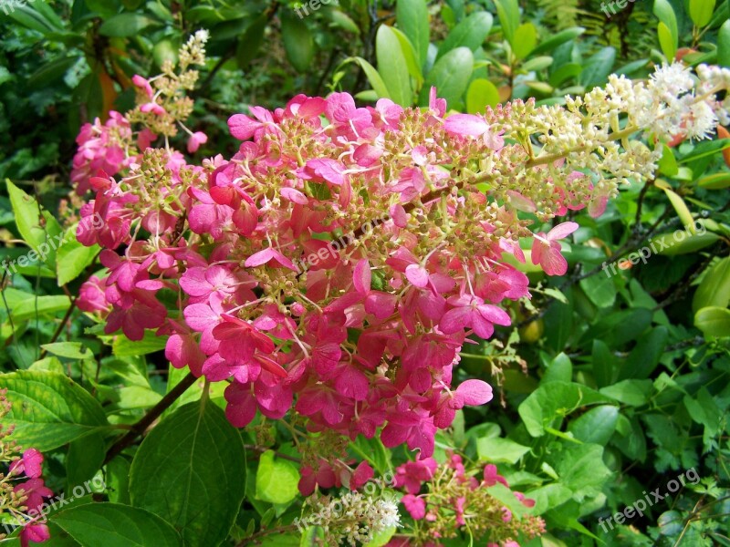 Hydrangea Pink Summer Flower Garden Free Photos