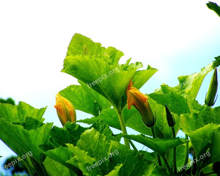 Pumpkin Flower Buds Yellow Free Photos